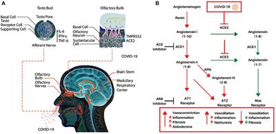 Potential Mechanisms for COVID-19 Induced Anosmia and Dysgeusia